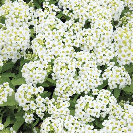 Wonderland White, Alyssum - 5,000 Seeds image number null